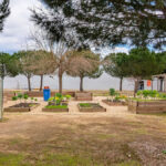 Manuel Aires Mateus's Primary School in Vila Nova da Barquinha showcasing a modern design with a landscaped garden, shaded walkways, and a botanical garden set against a clear sky.