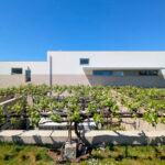 Álvaro Siza Vieira’s Centro de Estudos Camilianos showcasing a minimalist design with clean white walls, integrated into a plantation landscape with surrounding agricultural land.