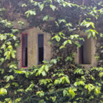 Unknown Architect’s Shower House Parque da Cidade showcasing a stone wall with climbing vines and Araliaceae plants casting shadows amidst lush green foliage.